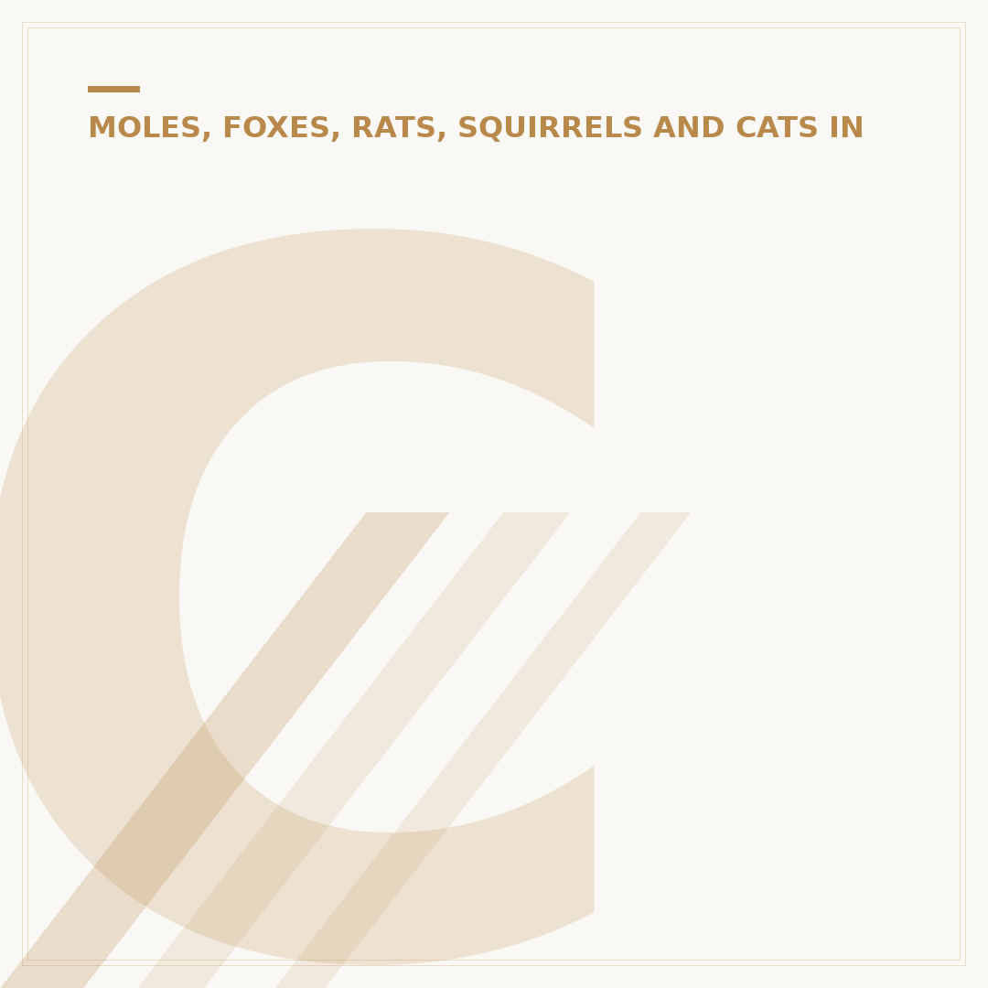 Catty Cats in Garden Apartment Side Areas