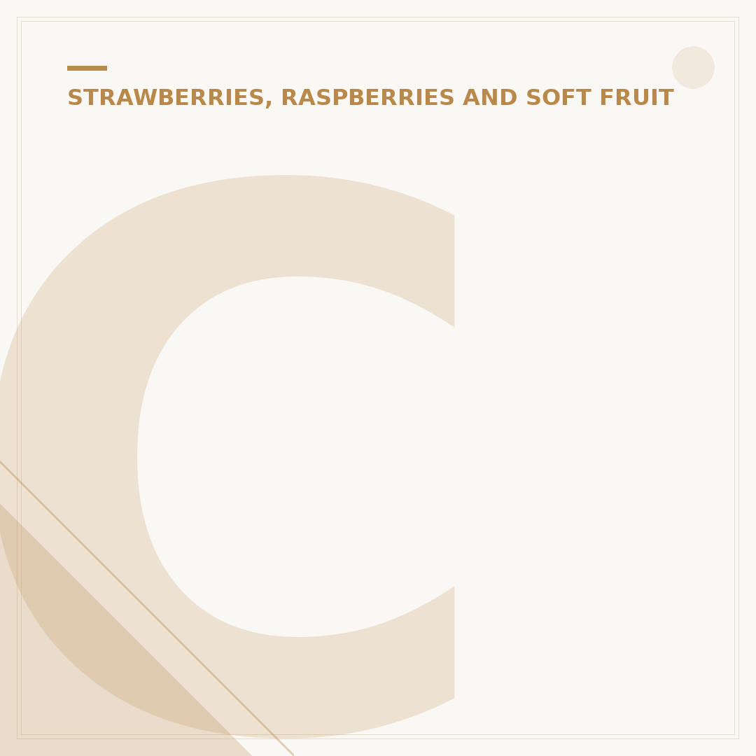 Cultivating Strawberry Plants: Soil, Sun, and Support