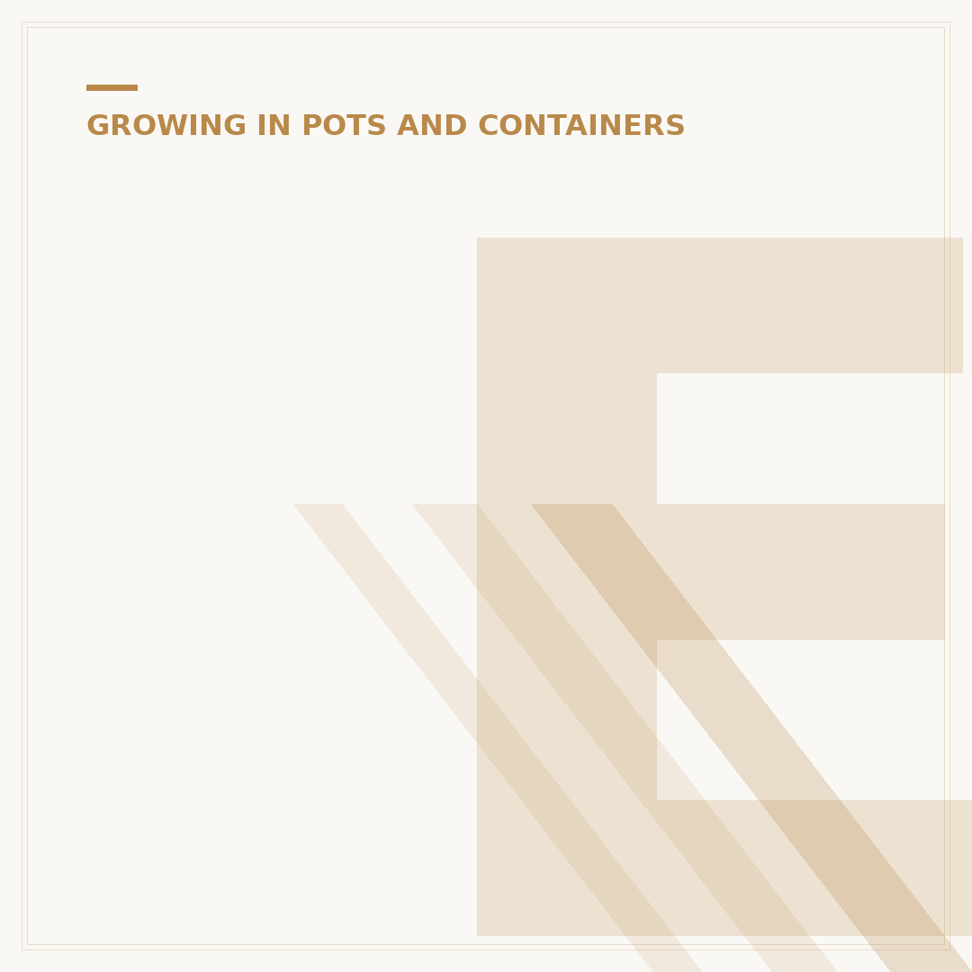 Evergreen Plants for Pots: Year-Round Garden Appeal