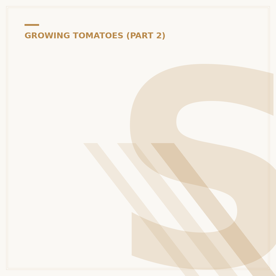 Spacing for Growing Tomatoes