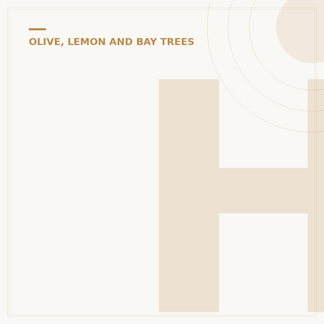 How Quickly Do Olive Trees Grow? Factors and Growth Rates