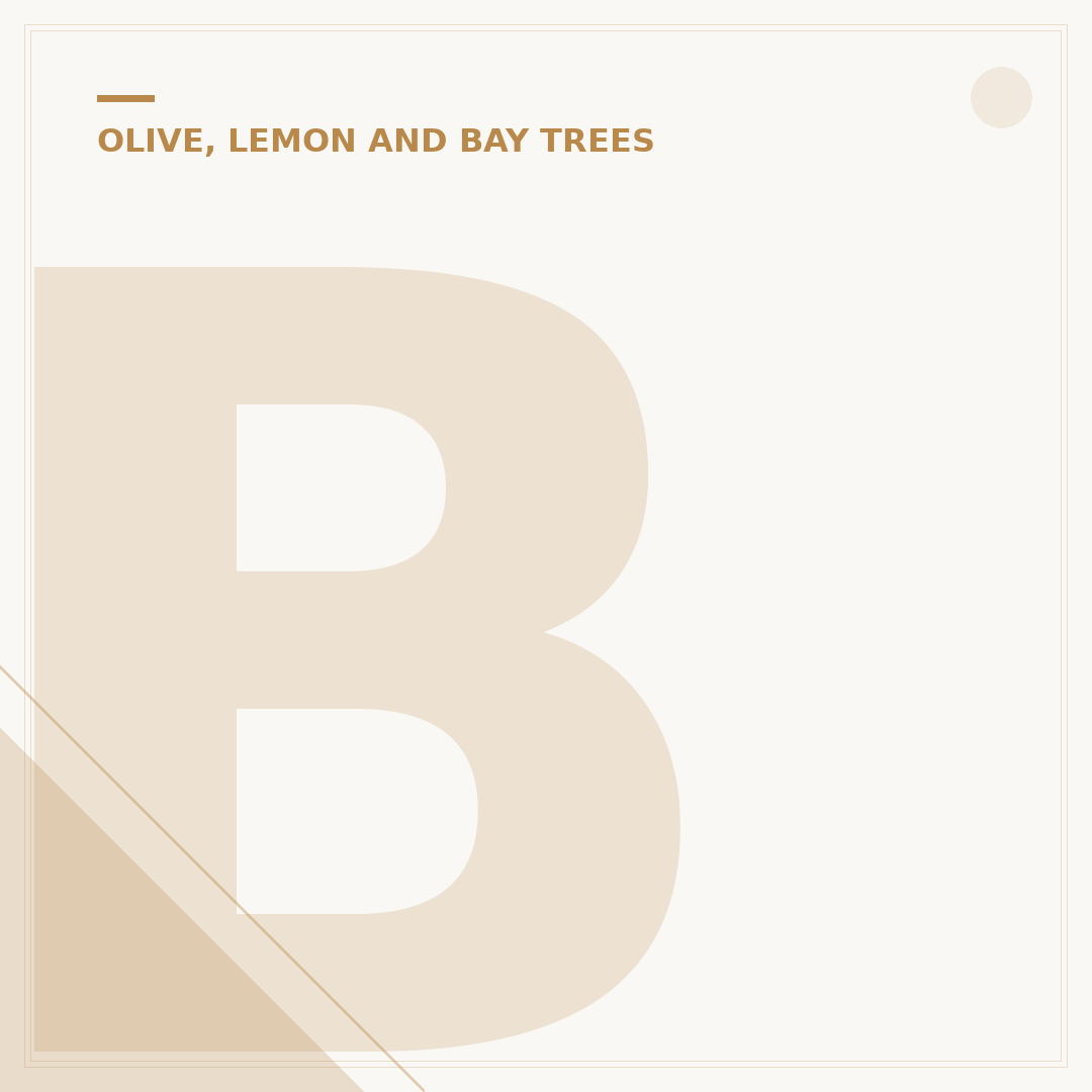 Big Olive Tree