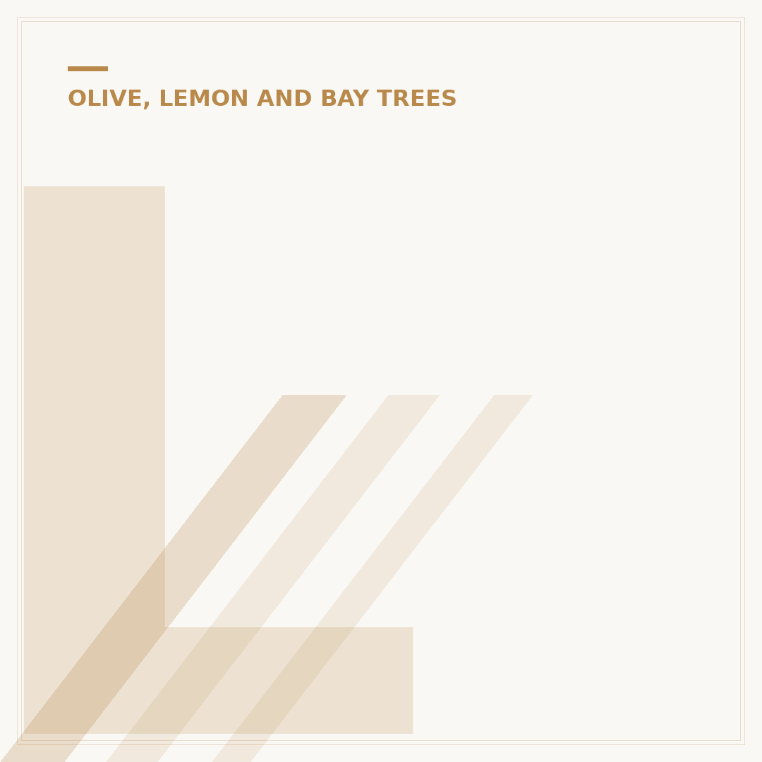 Leaf Curl on Citrus Trees