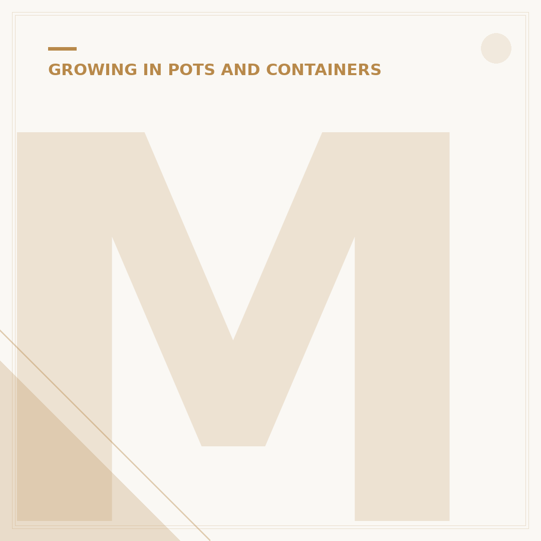 M&S Bulbs in Pots
