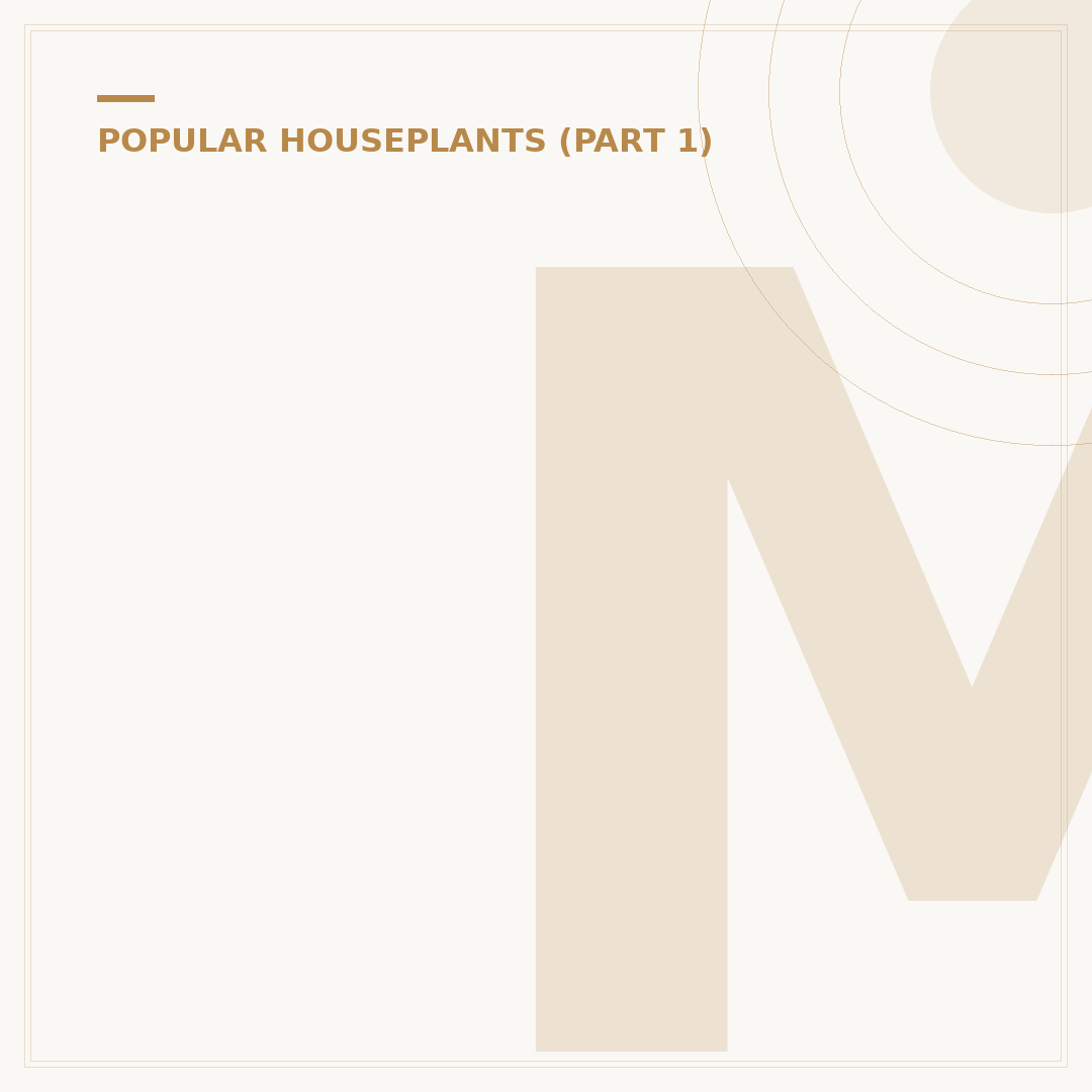 Monstera Adansonii Care: Growing the Swiss Cheese Plant