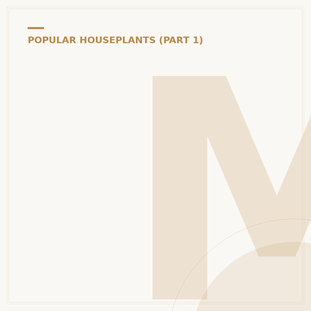 Monstera Albo: Understanding Variegation and Cultivation