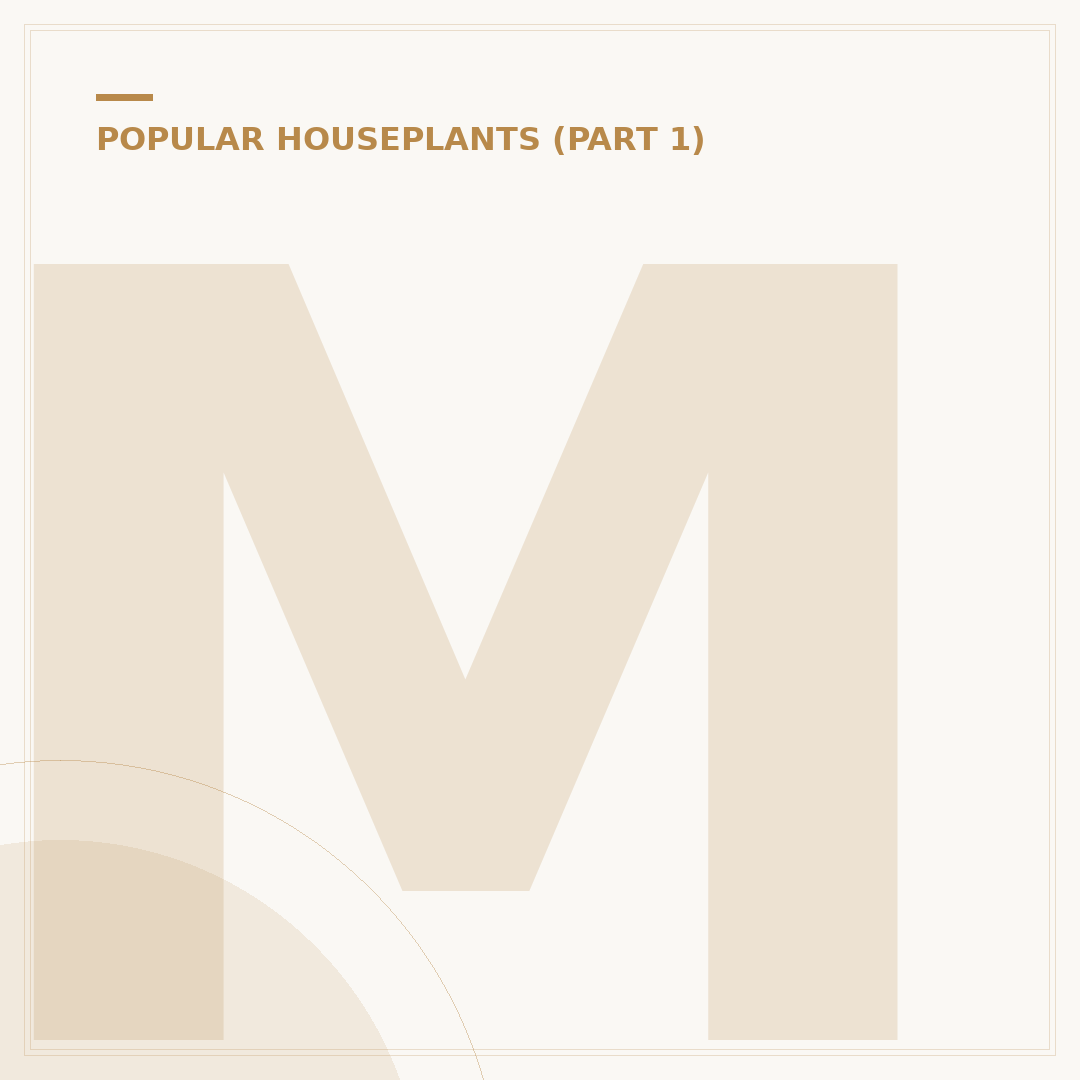 Monstera Deliciosa Cheese Plant: Growing Tips