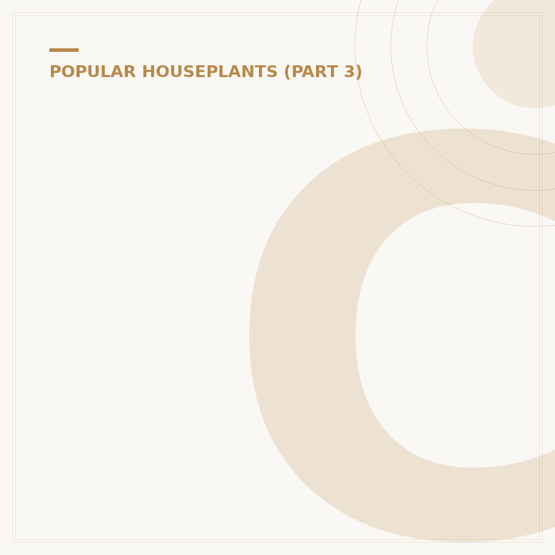Can Monstera Live Outside in the UK? Conditions