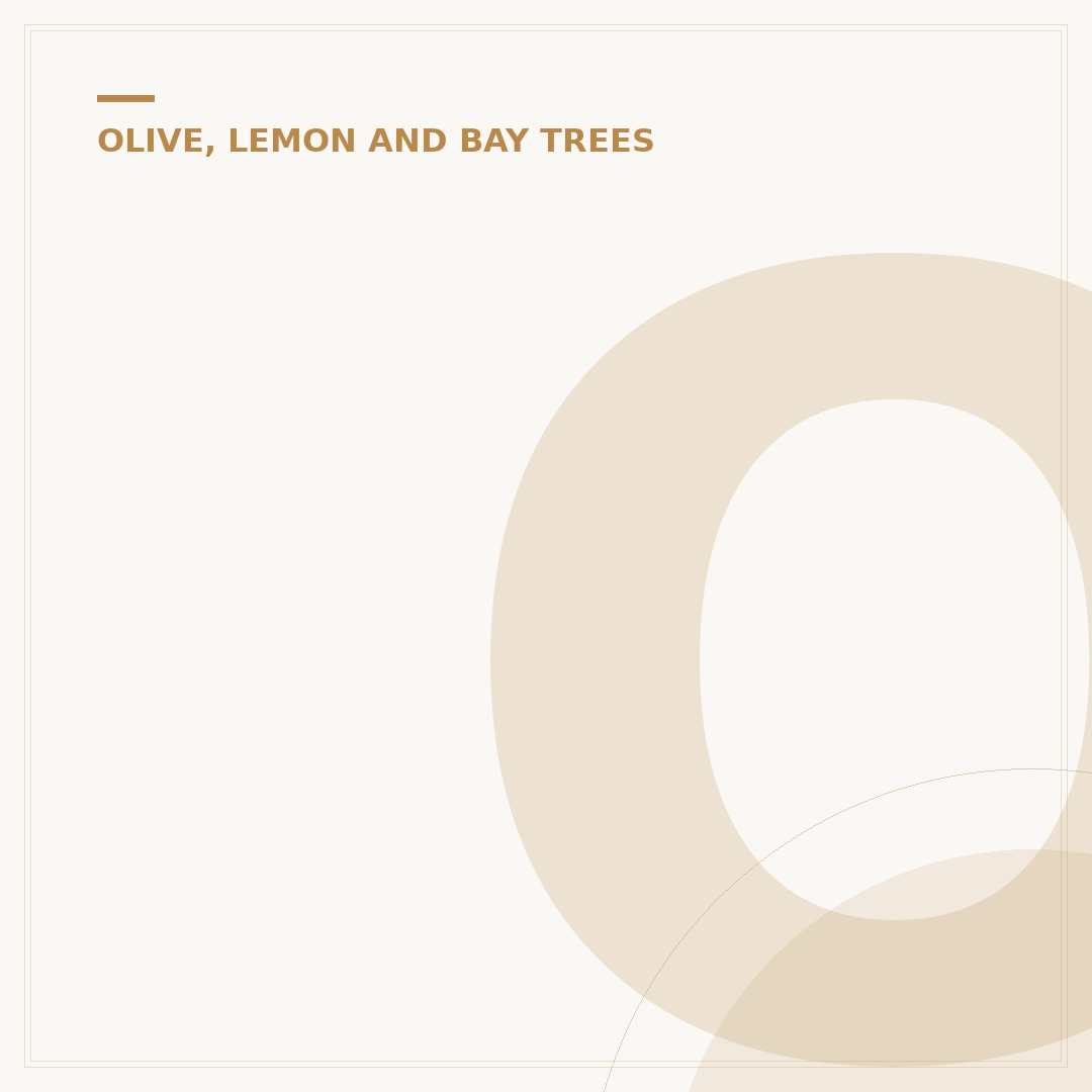 Olive Tree Menu: Types, Care & Potting Options