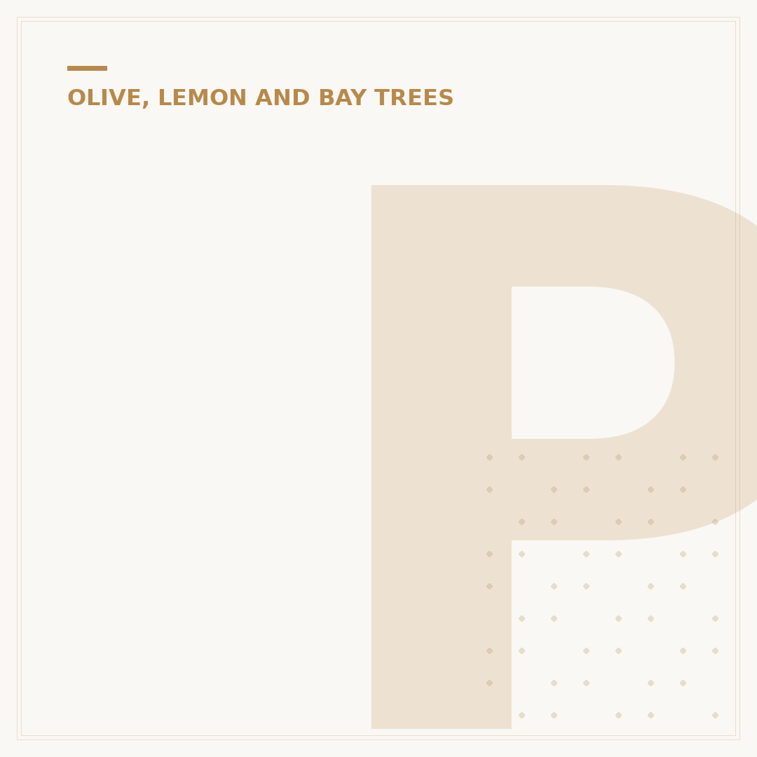 Problems with Olive Trees in Pots