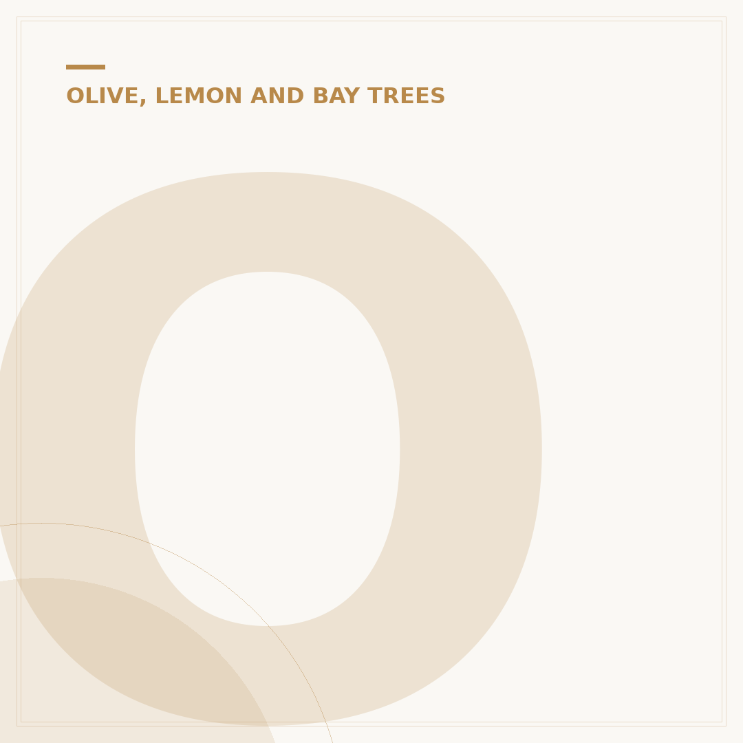 Olive Tree Varieties