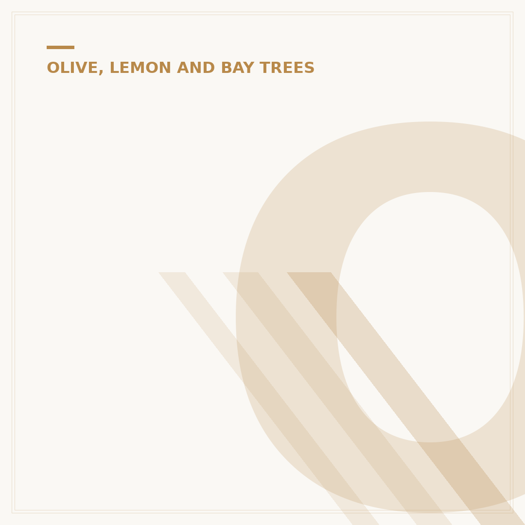 Olive Tree Wood Cutting Board: Why Choose One