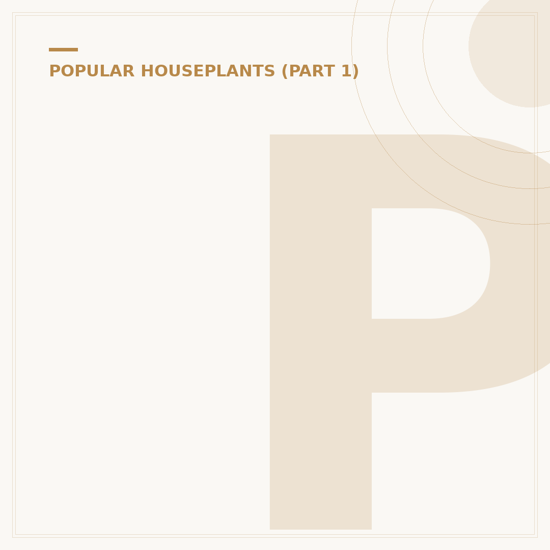 Peace Lily Care: Growing Thriving Spathiphyllum Plants