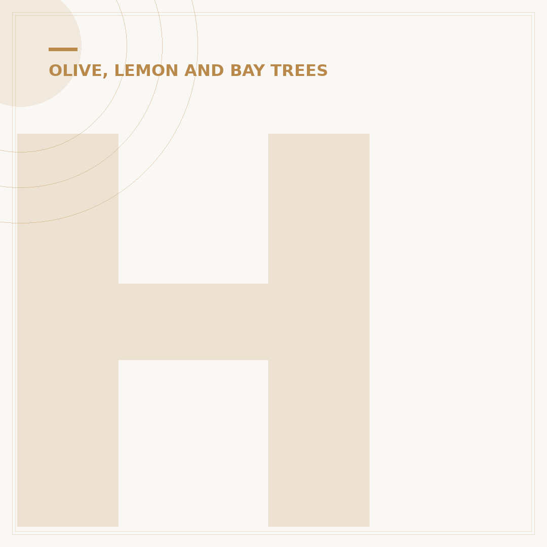 How to Prune an Olive Tree: Avoid Common Mistakes