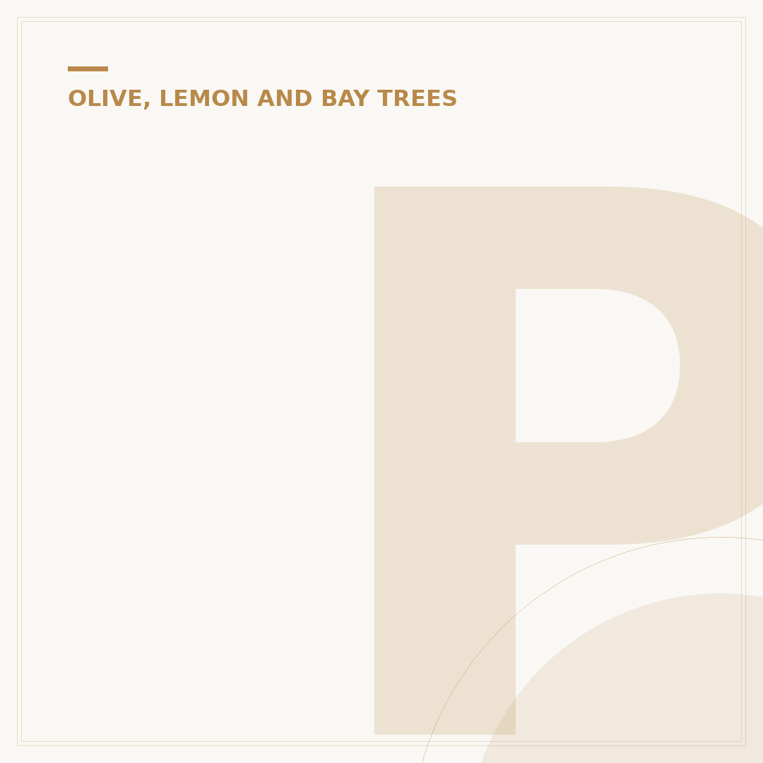 Pruning a Bay Laurel Tree