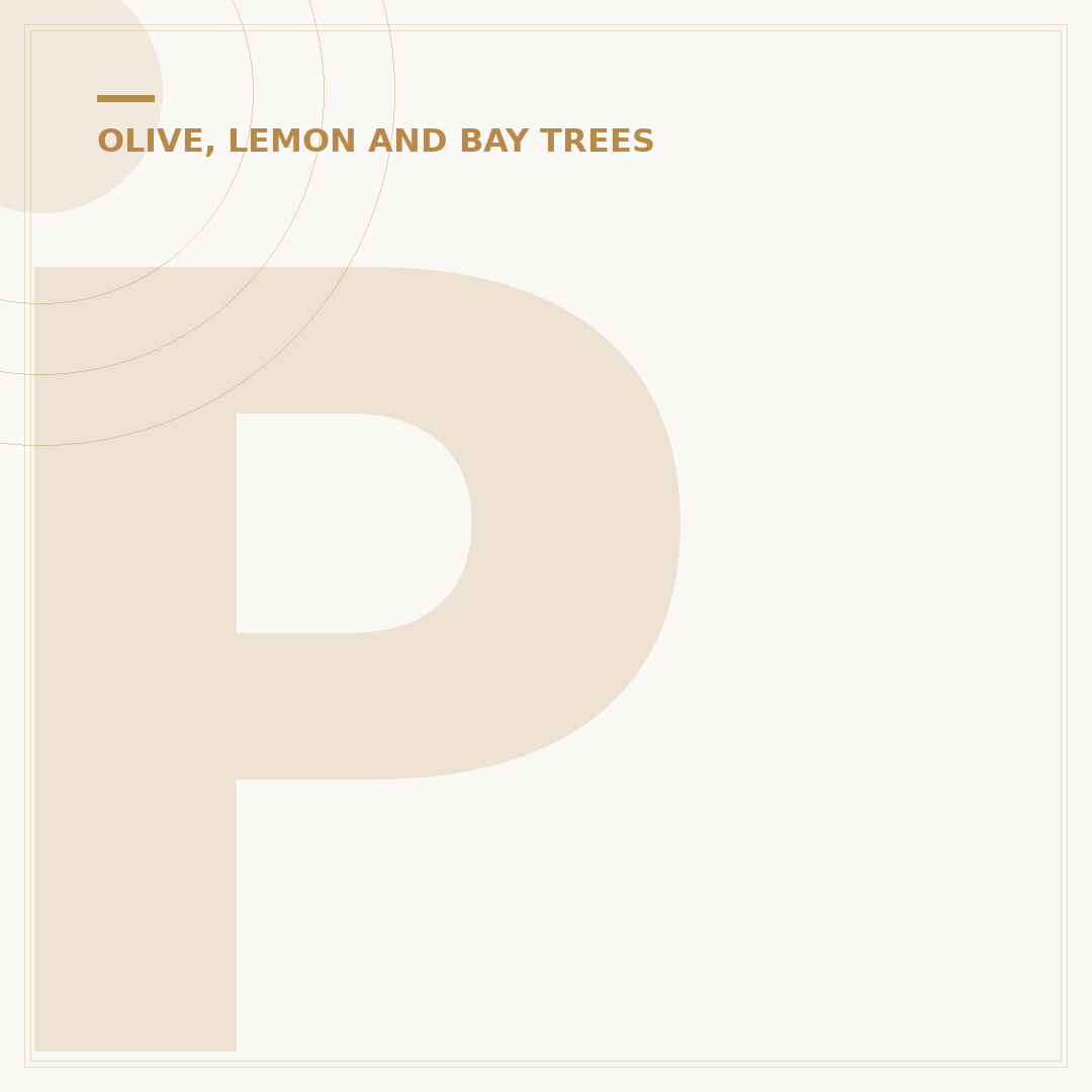 Pruning Olive Trees in Pots