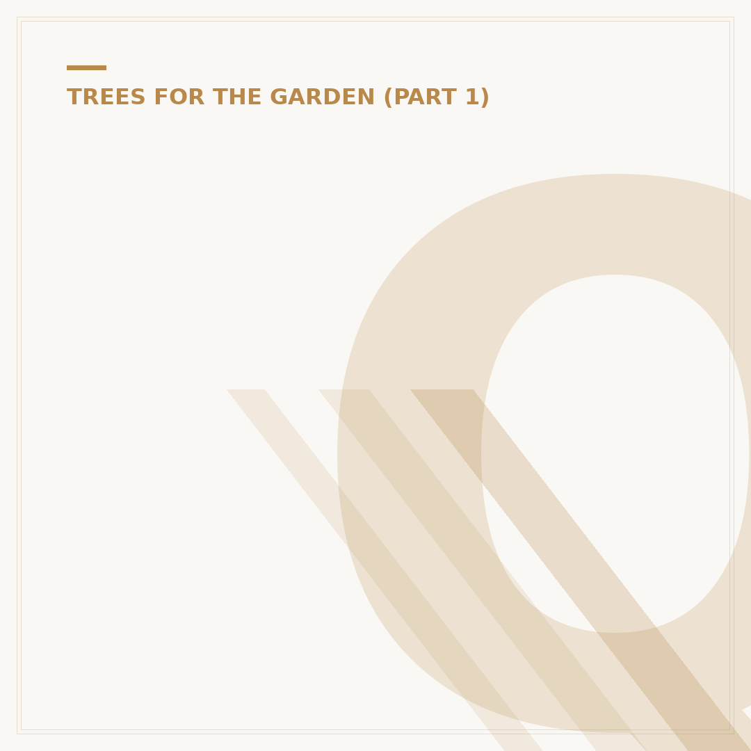Quercus Robur Oak Tree