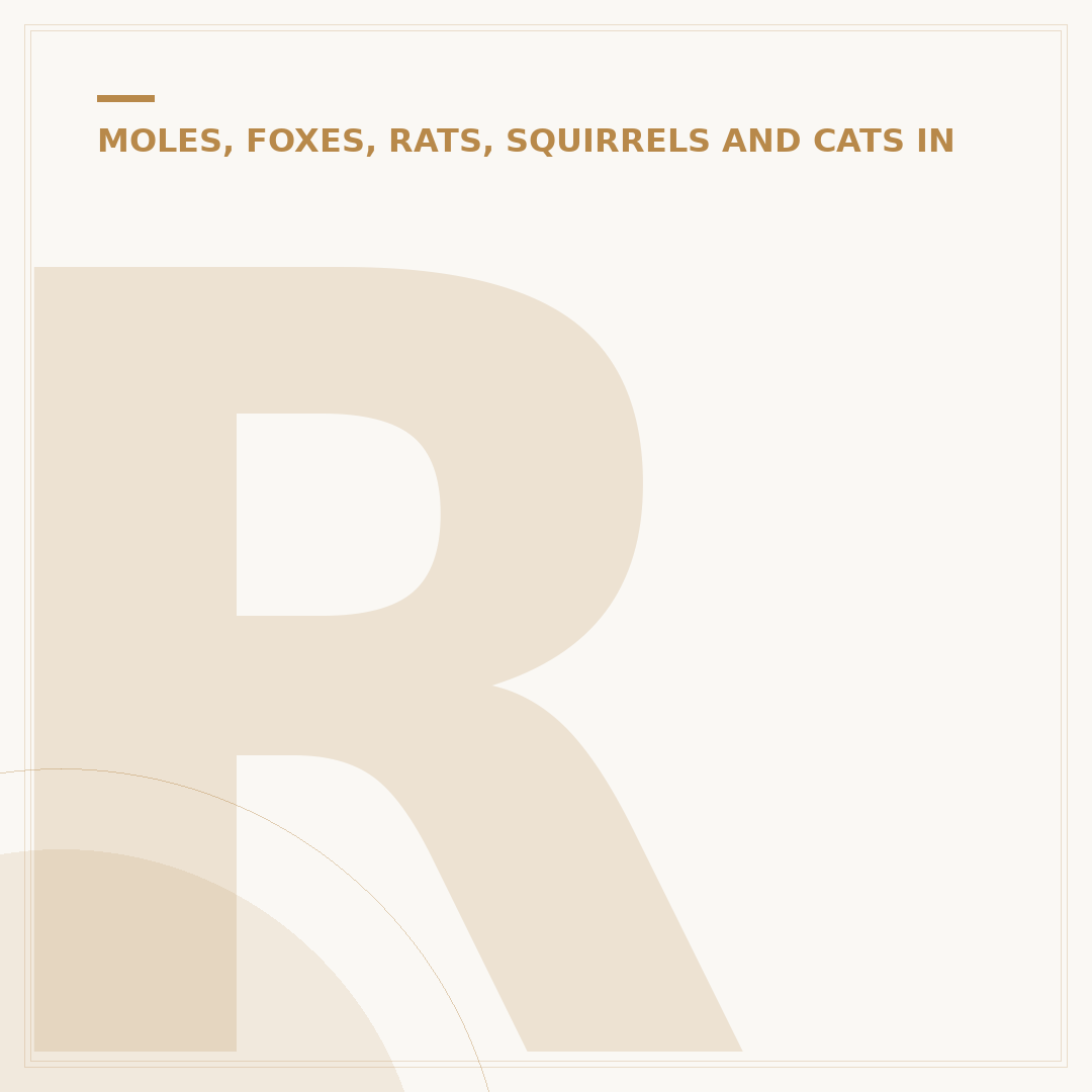 Rat Burrow Signs: Identify Rats in Your Garden