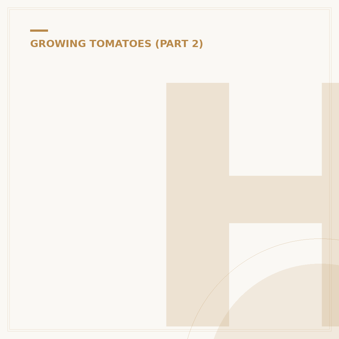 How to Remove Tomato Plant Suckers for Better Yields