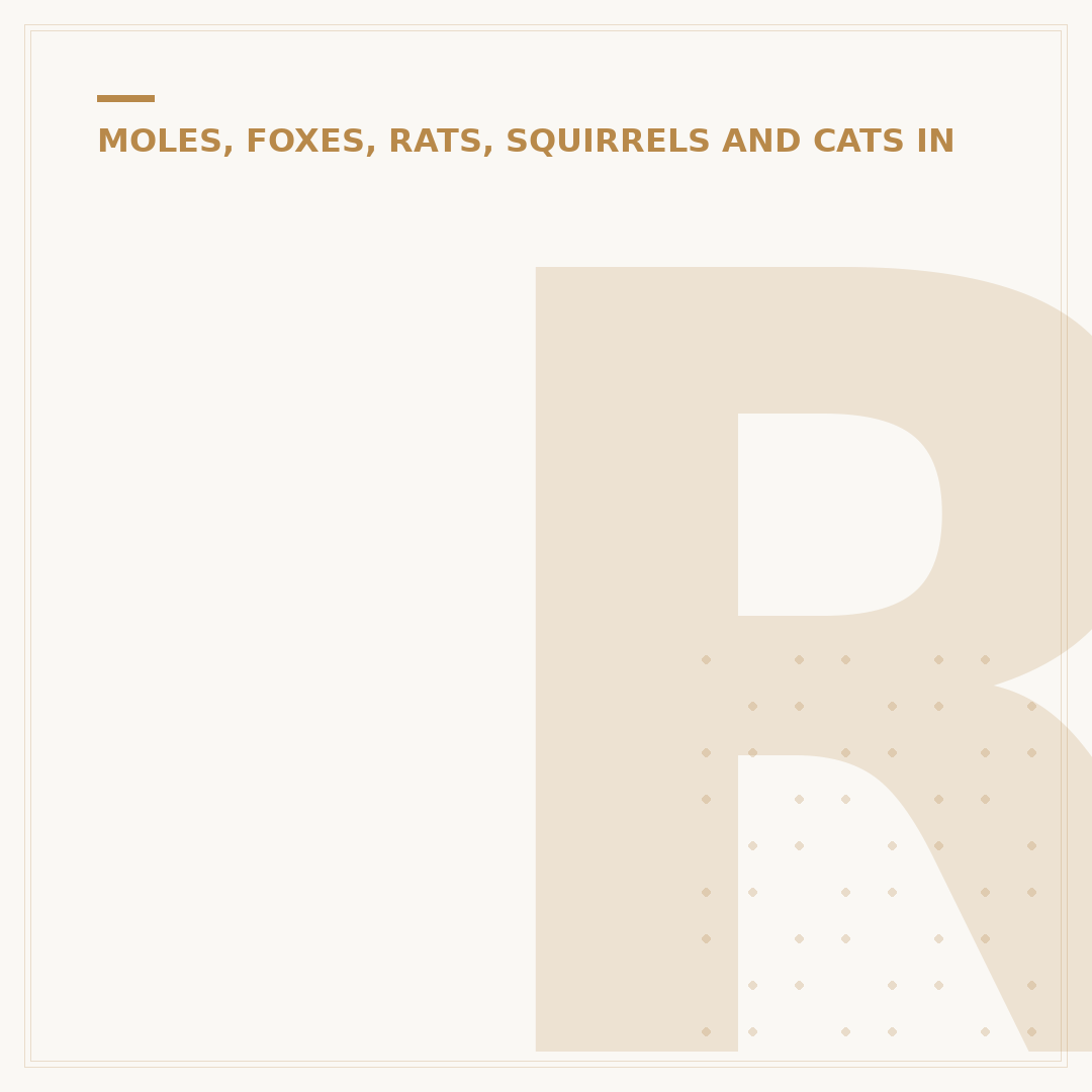 Rentokil Rats in Garden: Identification and Control