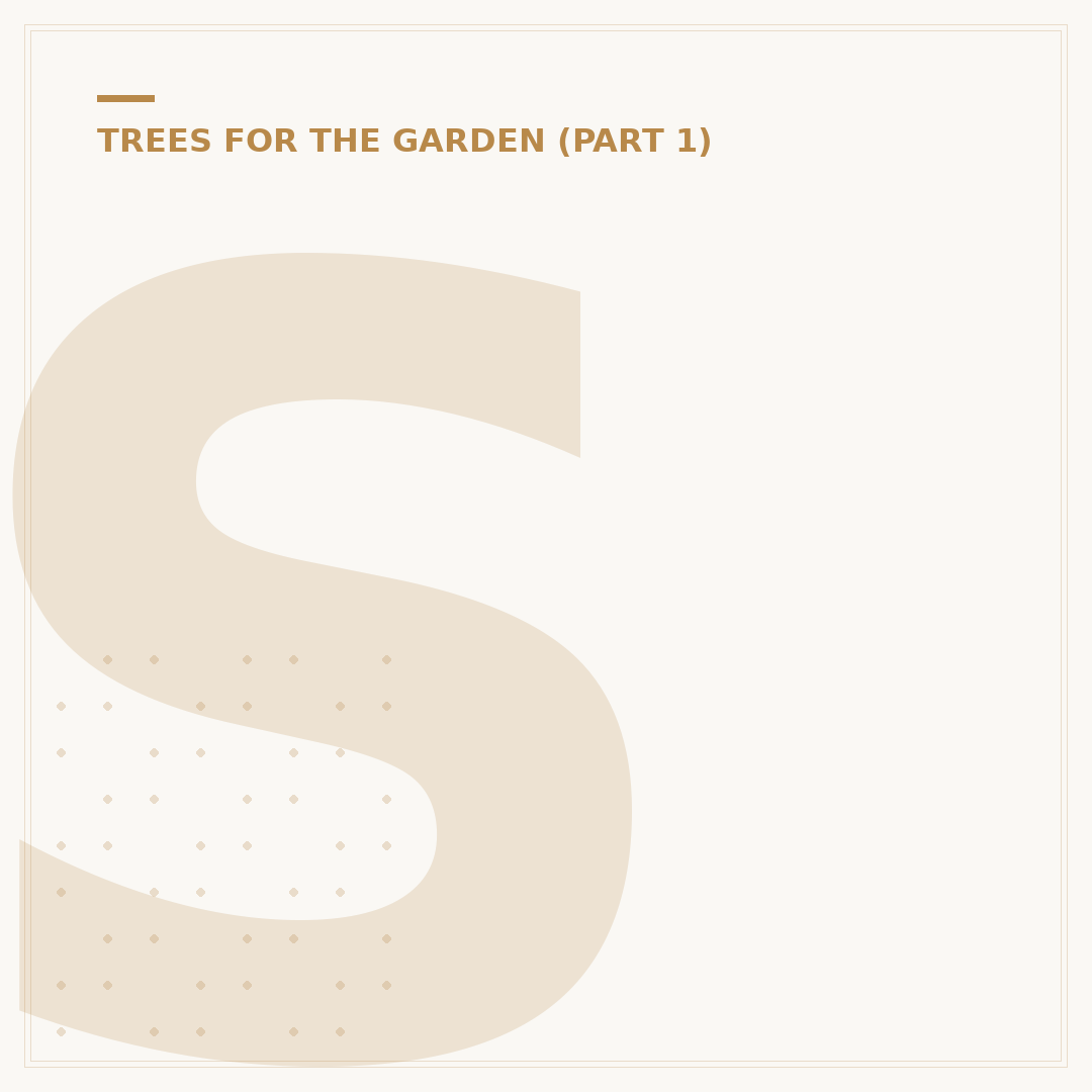 Silver Birch (Betula Pendula)