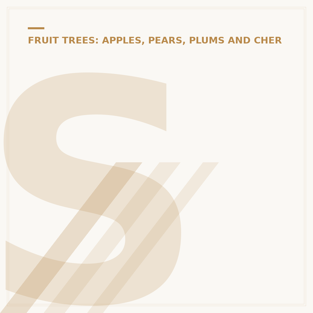 Stella Cherry Tree: A Compact Self-Fertile Choice