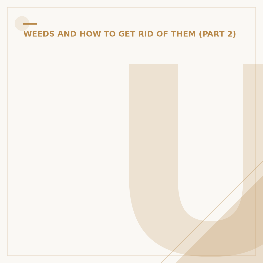 Understanding Thistles Flowers: Cultivation and Varieties