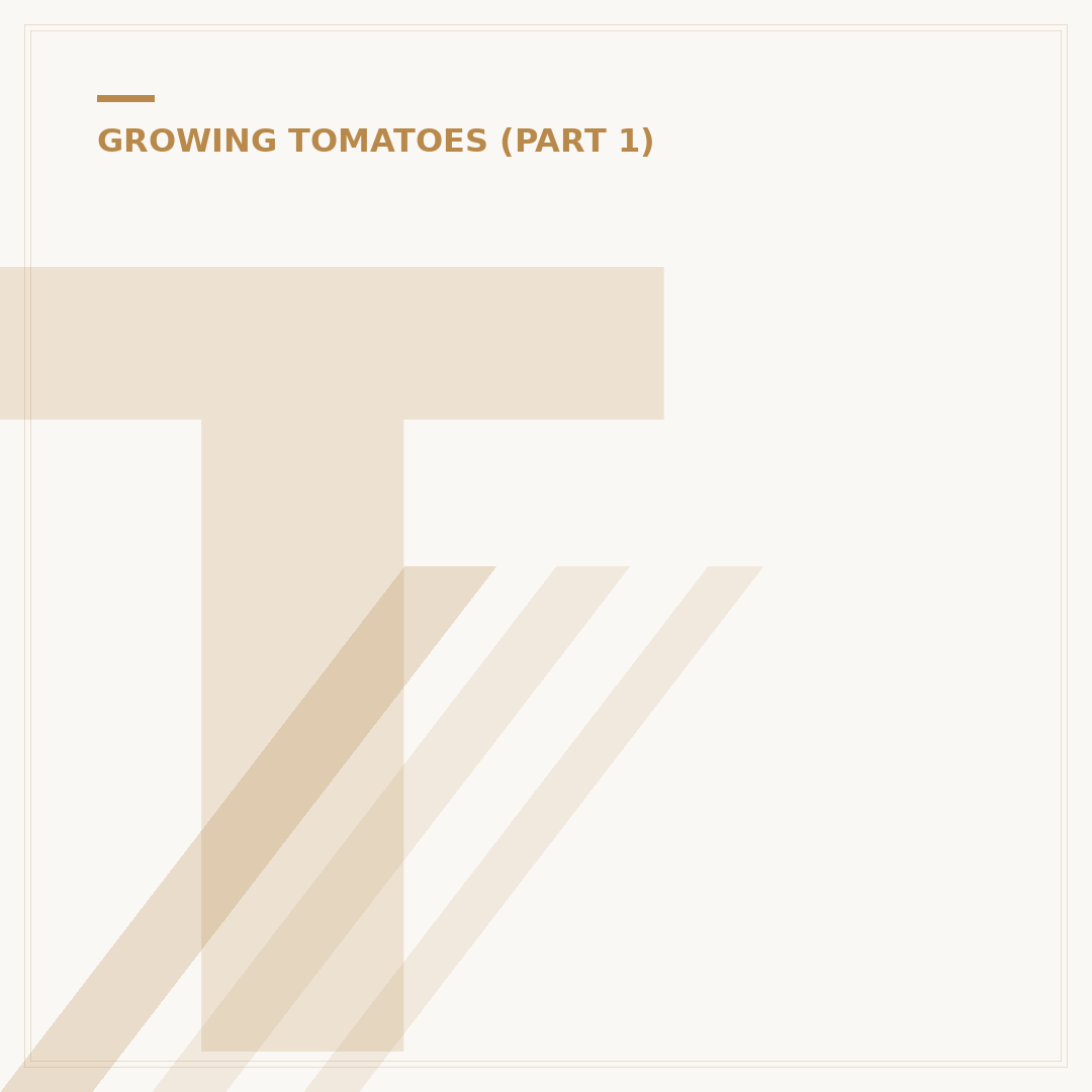 Tomato Container Plant