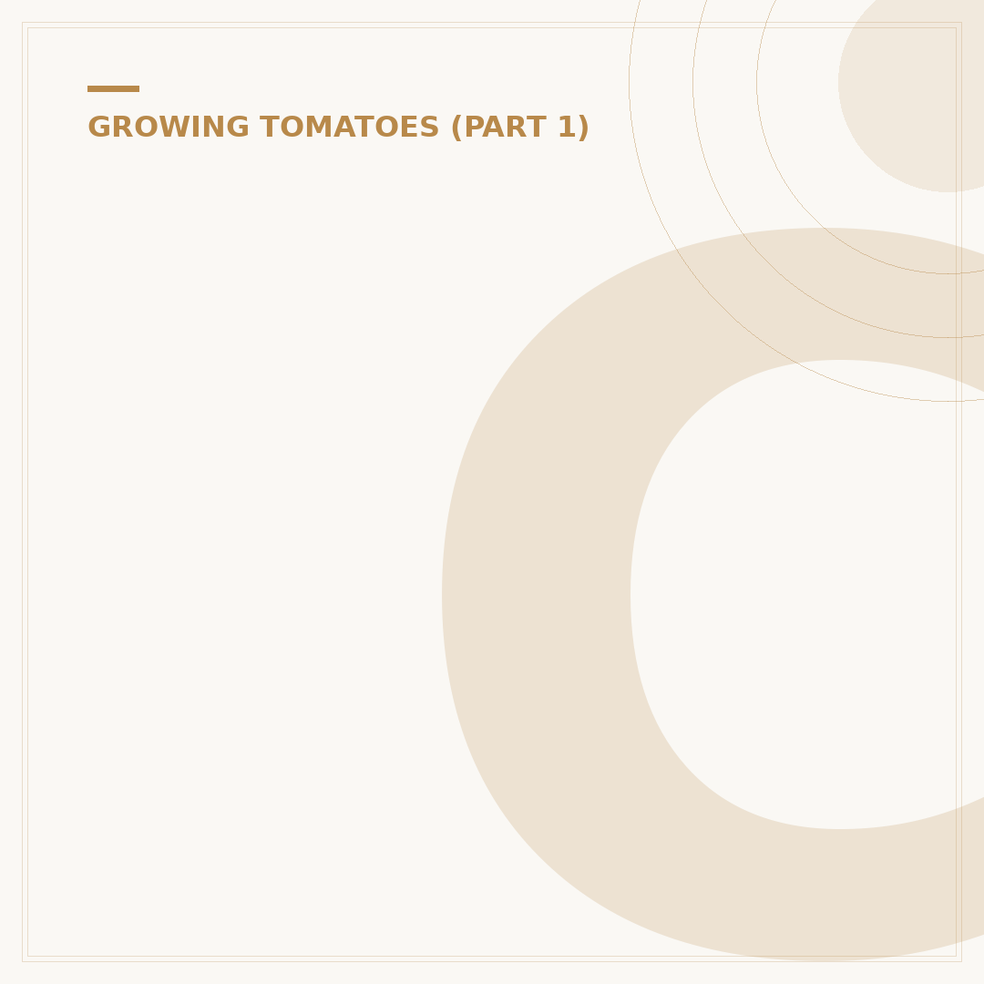 Can Tomato Plants Be Pruned?