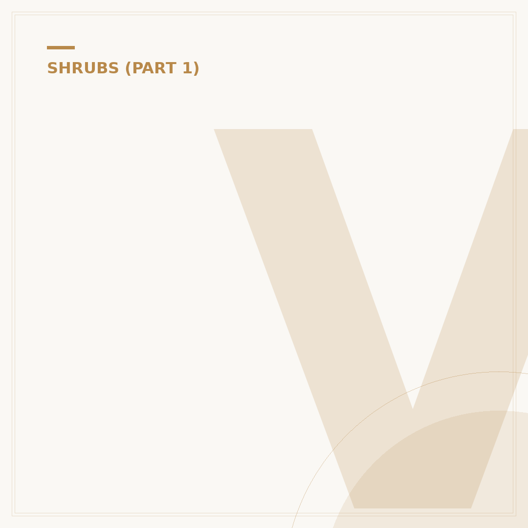 Viburnum Tinus