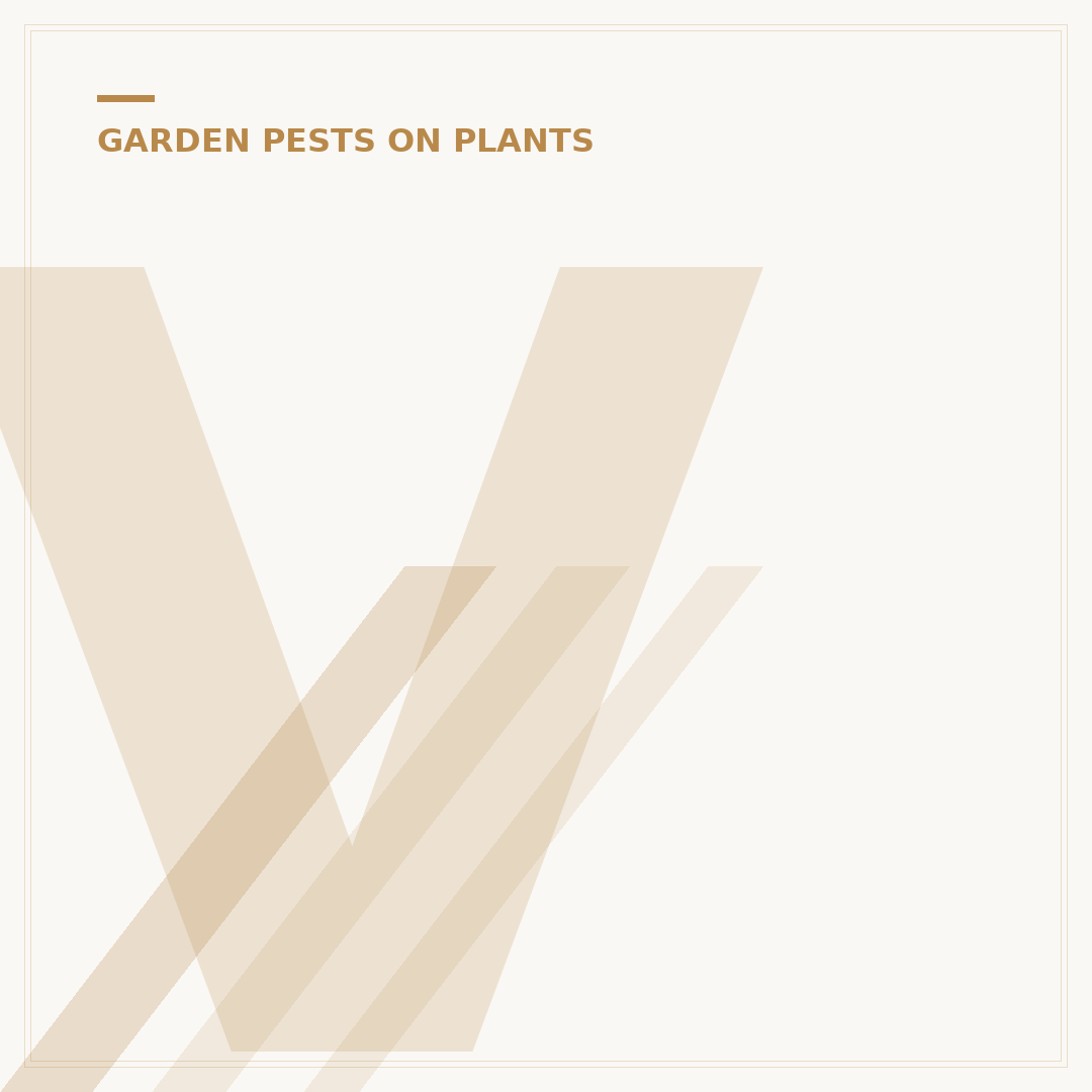 Vine Weevil Larvae: Identification and Control Alternatives