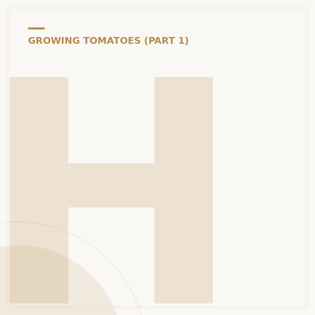 How Often to Water Tomato Plants