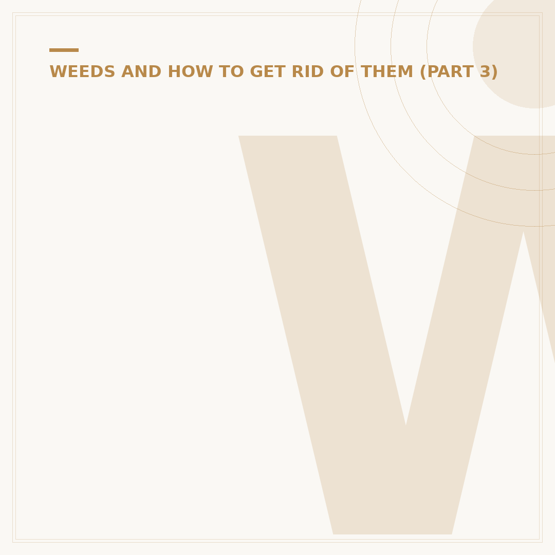 Weeds Stores: What They Are and What to Look For