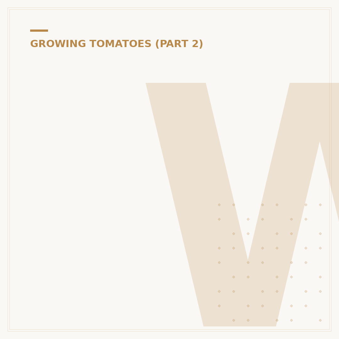 When to Harvest a Tomato
