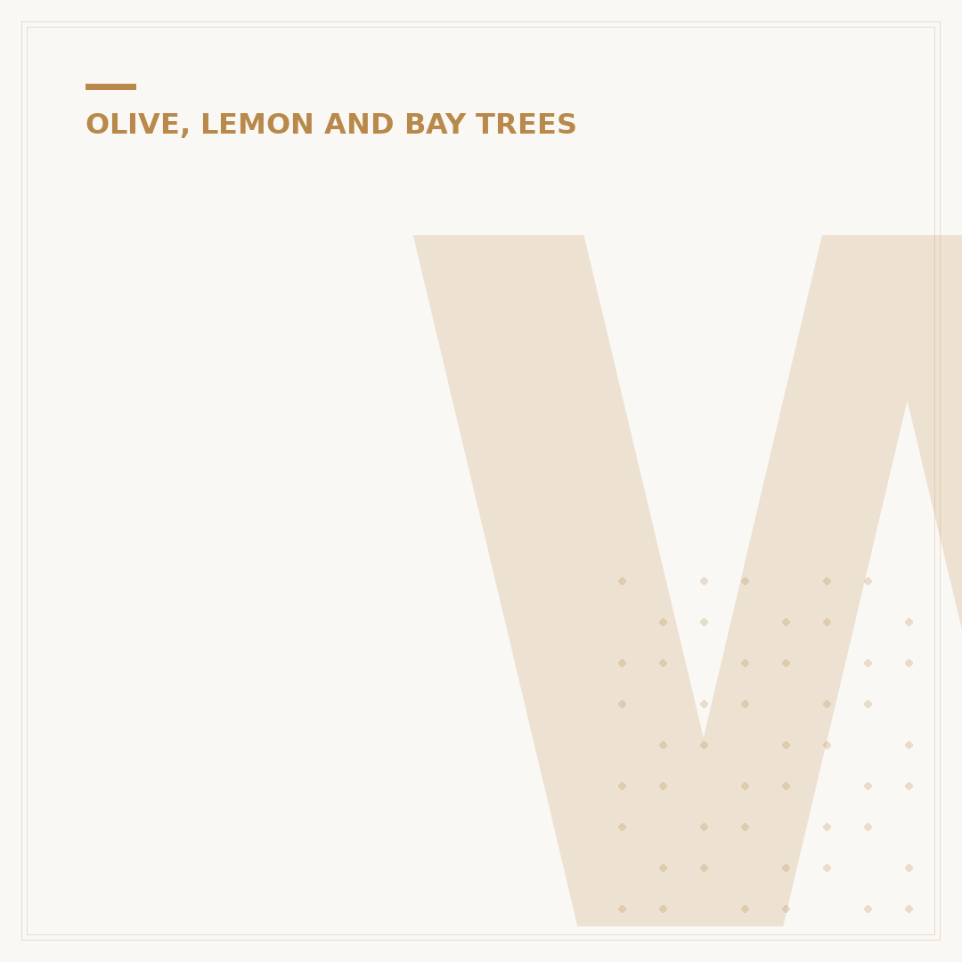 When to Prune an Olive Tree
