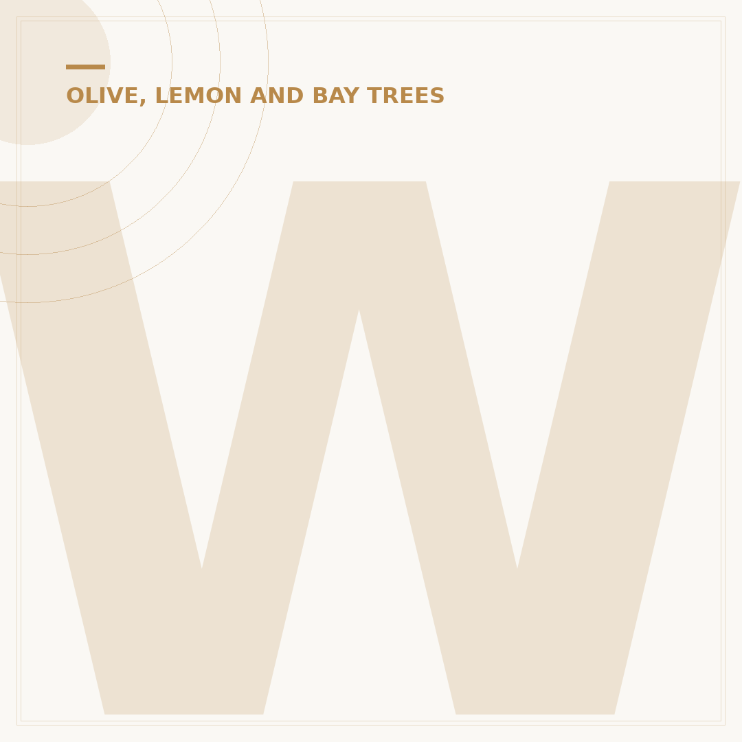 When to Prune Olive Trees in the UK: Timing and Techniques