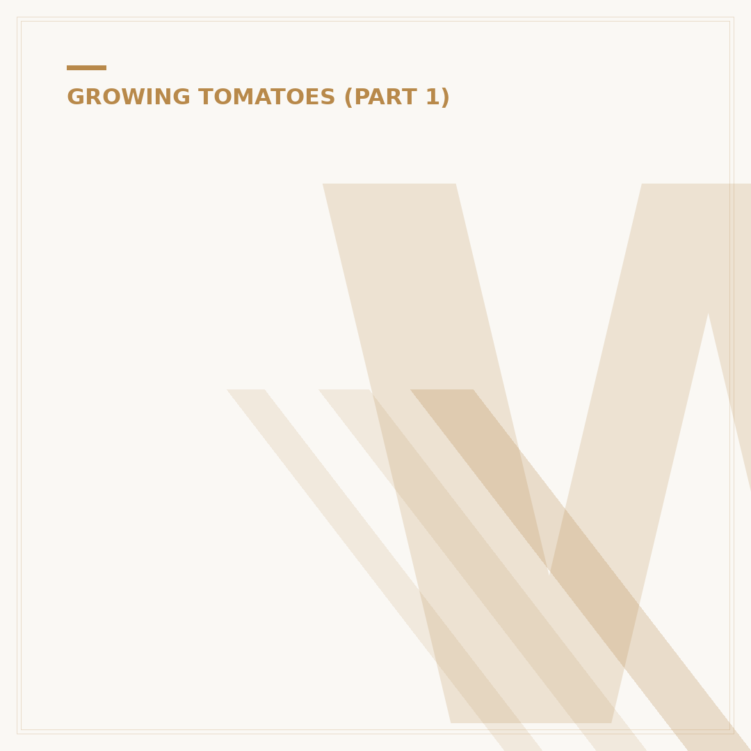 When to Plant Out Tomatoes in the UK