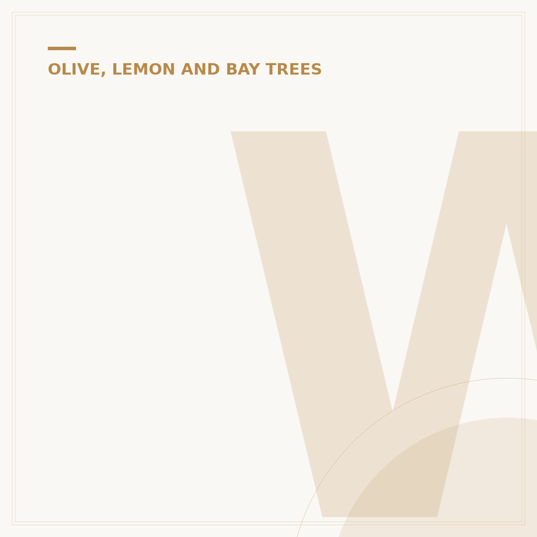 White Olive Tree: Foliage, Pots & How to Achieve the Look