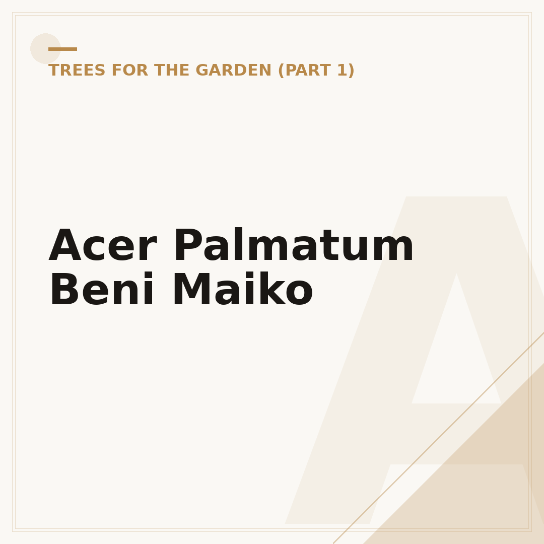 Acer Palmatum Beni Maiko