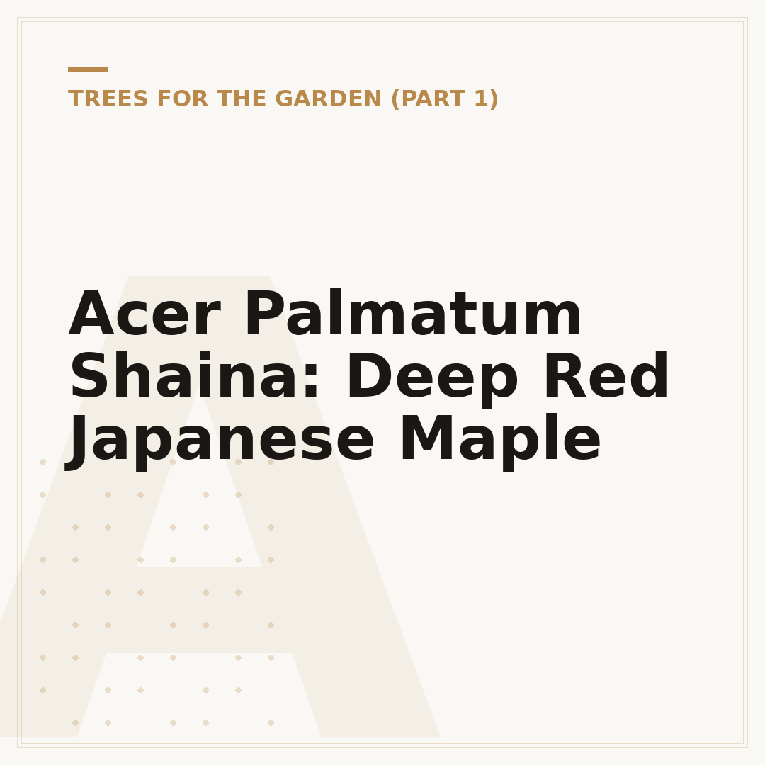 Acer Palmatum Shaina: Deep Red Japanese Maple