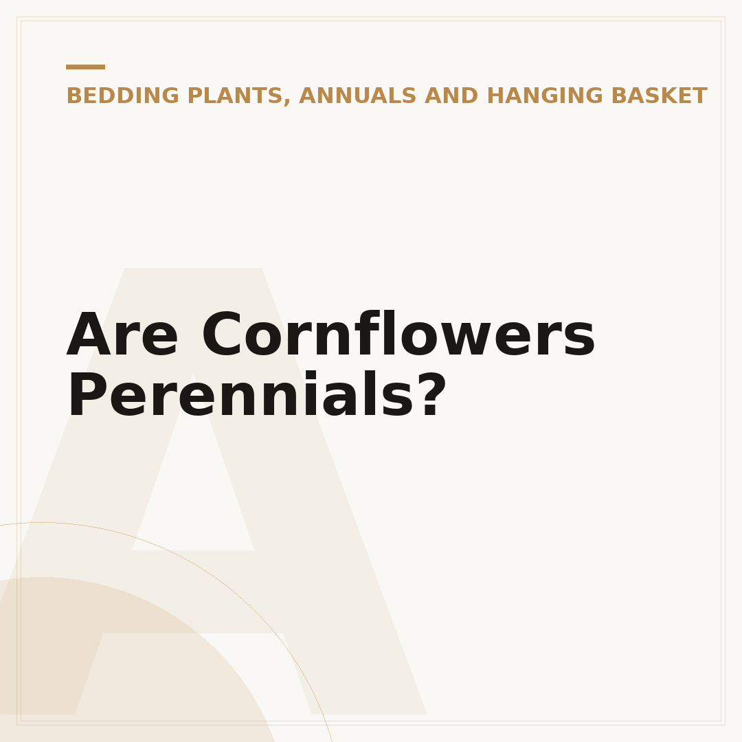Are Cornflowers Perennials?