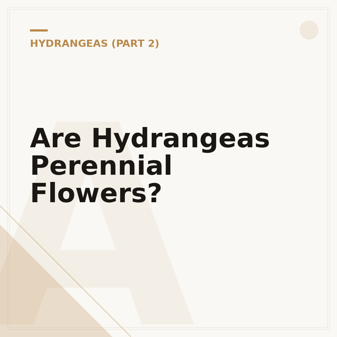 Are Hydrangeas Perennial Flowers?