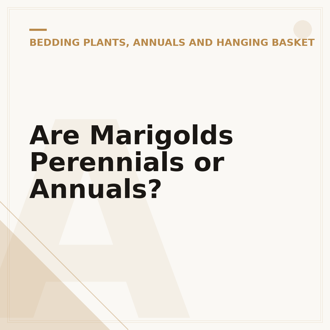 Are Marigolds Perennials or Annuals?