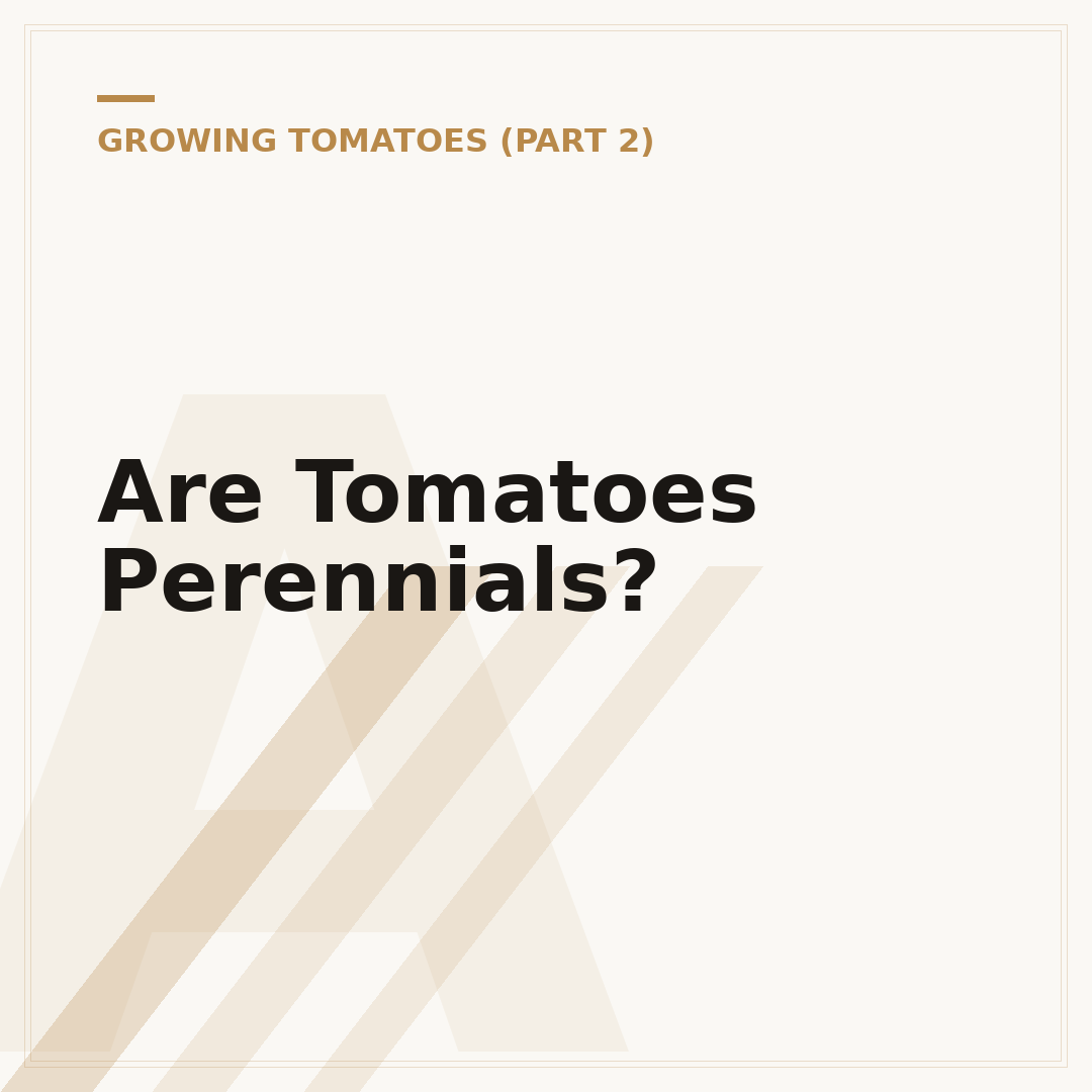 Are Tomatoes Perennials?