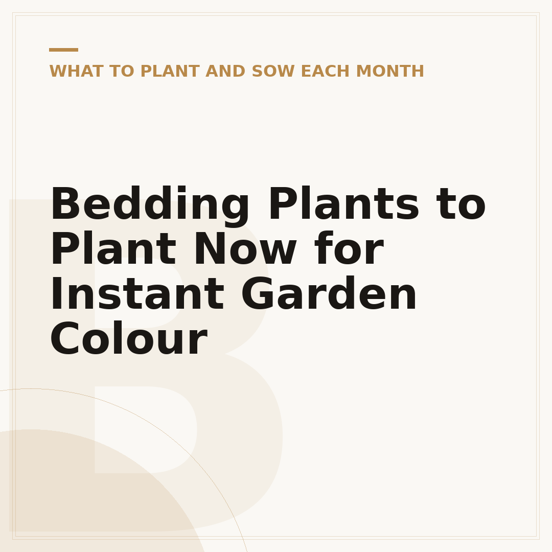 Bedding Plants to Plant Now for Instant Garden Colour
