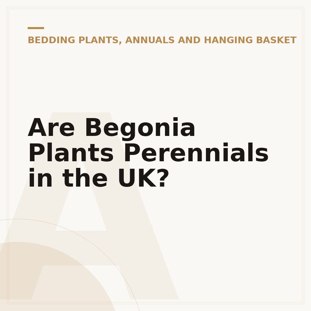 Are Begonia Plants Perennials in the UK?