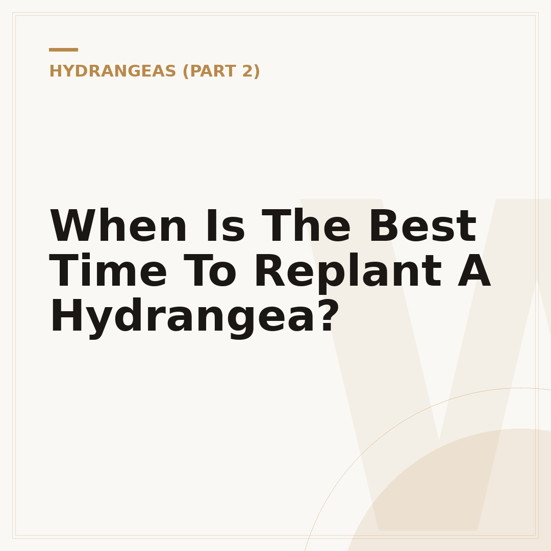 When Is The Best Time To Replant A Hydrangea?