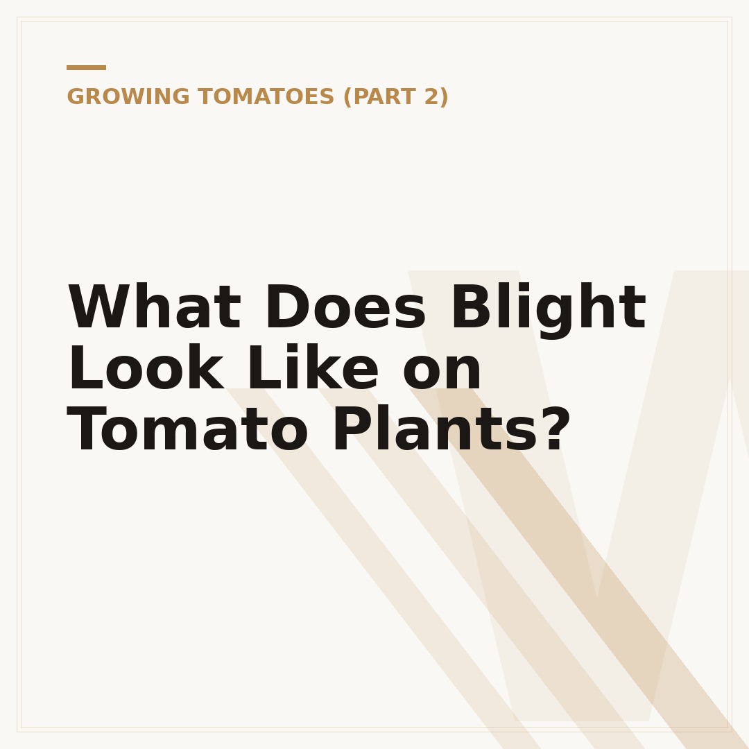 What Does Blight Look Like on Tomato Plants?