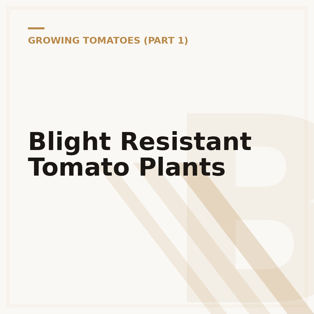 Blight Resistant Tomato Plants