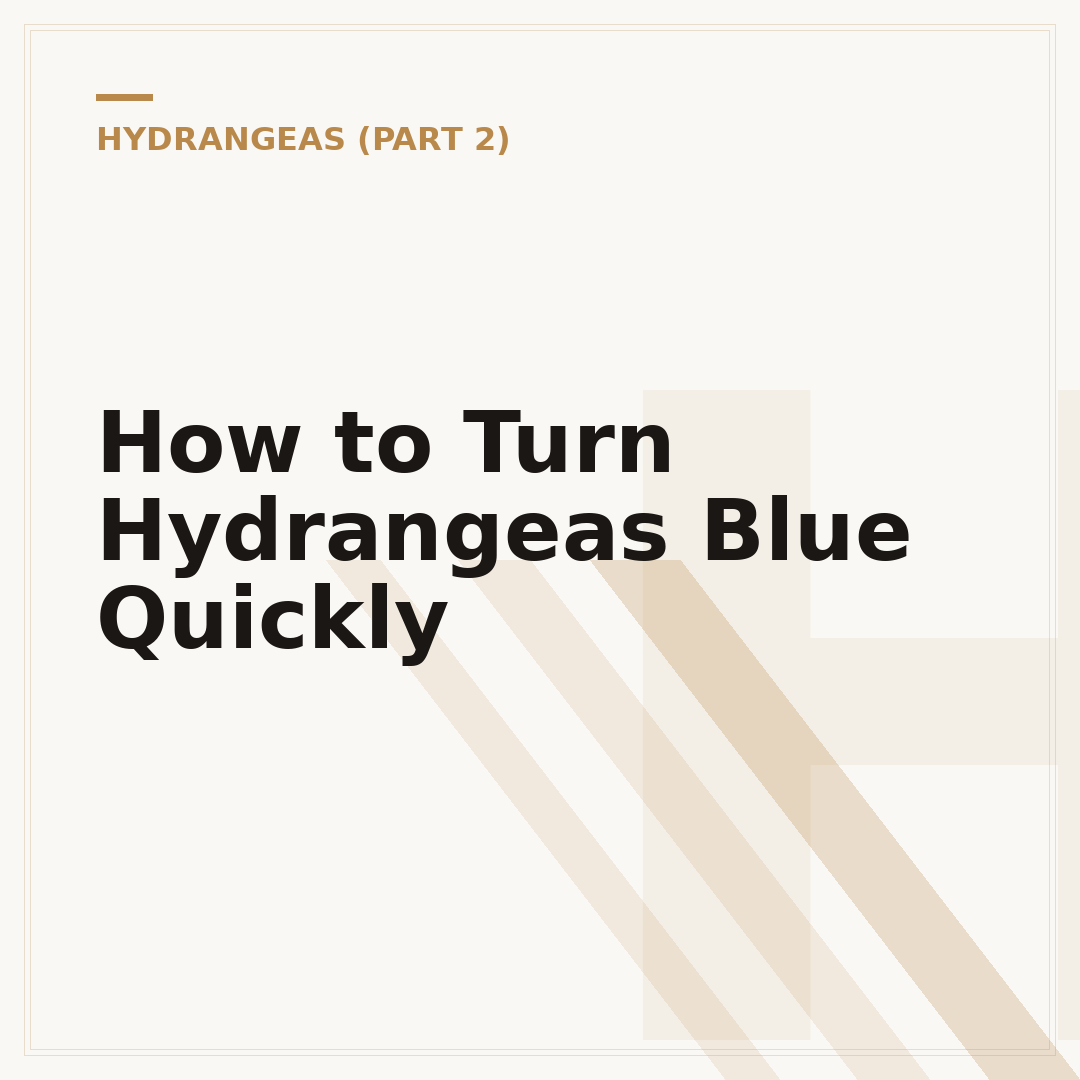 How to Turn Hydrangeas Blue Quickly